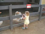 Highlight for Album: santa ana zoo 5/22/09